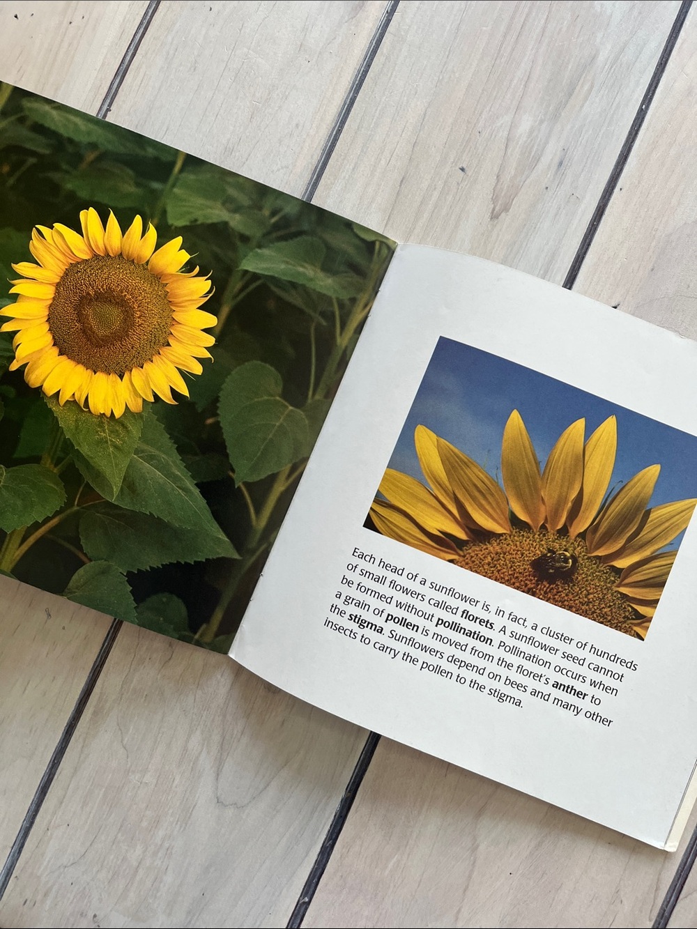Children’s Book Bundle on Nature/Woods/Flowers - Picture 7 of 9